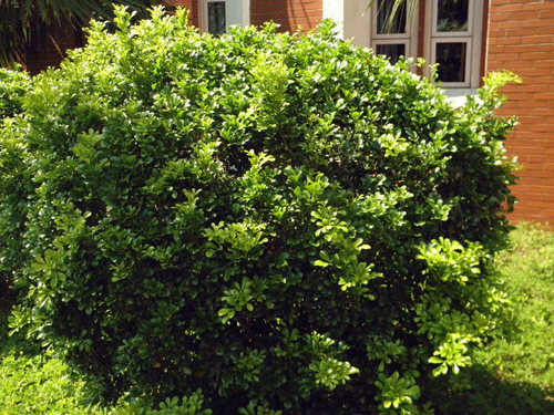 夏日 花卉 米蘭