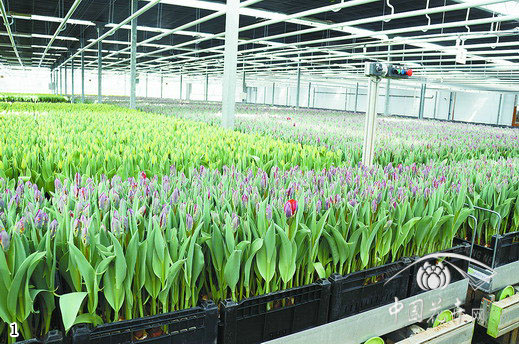 荷蘭 郁金香 切花