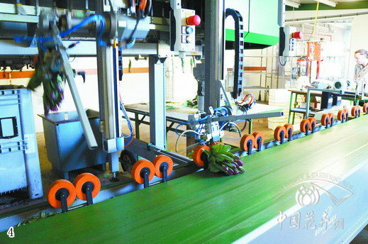 荷蘭 郁金香 切花