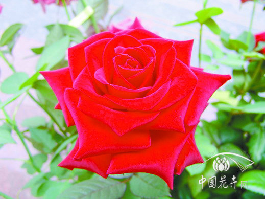 月季 品種 歐盟