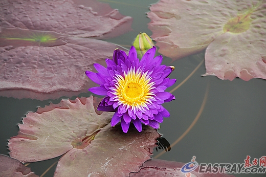上海 植物園 蓮花