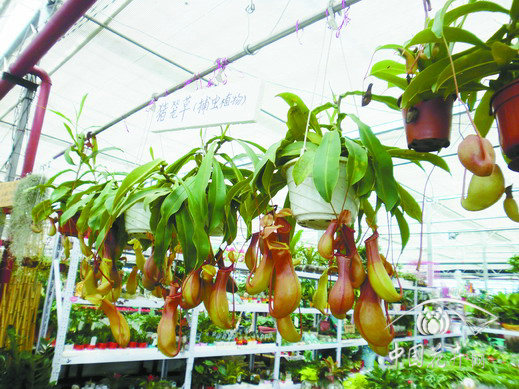 豬籠草 驅蚊 市場