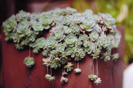 養花 養護 發財樹