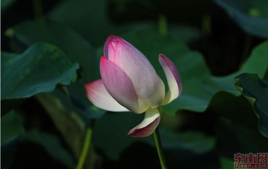 福州 荷花 公園