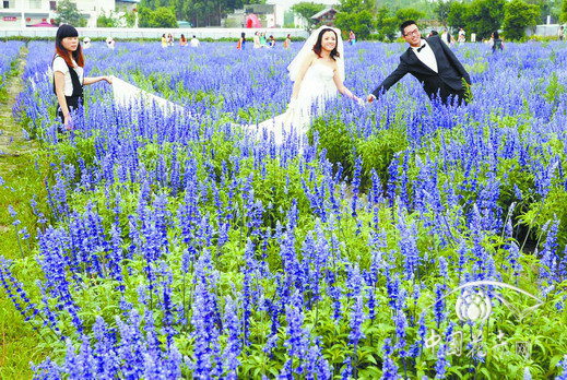 一對新人在熏衣草花海中拍攝婚紗照