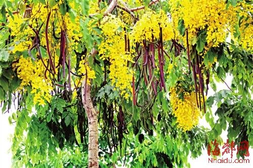 福建 臘腸樹(shù) 植物