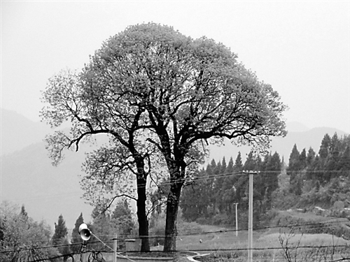 重慶 植物 夫妻樹