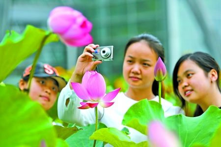 重慶南山植物園精品荷花引來游客拍照 記者 鄒飛 攝