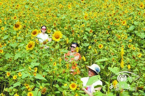 湖北 植物園 葵花