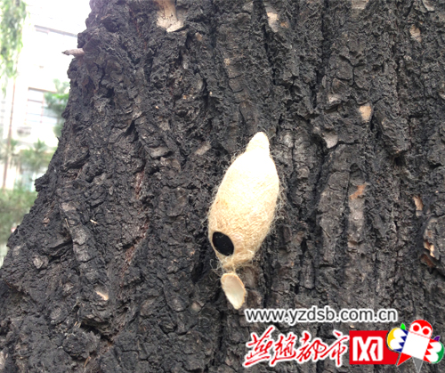 園林部門放置“小蜂”專治美國白蛾