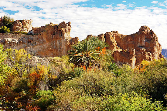 博伊斯·湯普森植物園