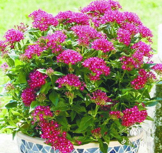 草花 繁星 花卉