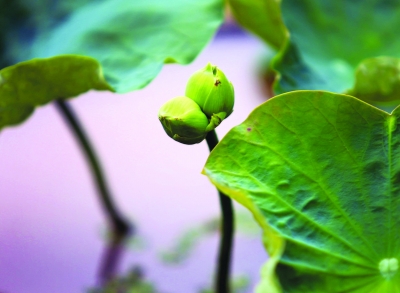 南京 莫愁湖 并蒂蓮