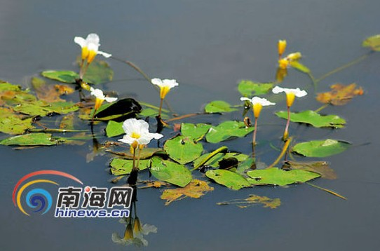 水菜花 通訊員 盧剛 攝