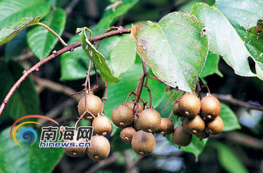 闊葉獼猴桃 通訊員 盧剛 攝