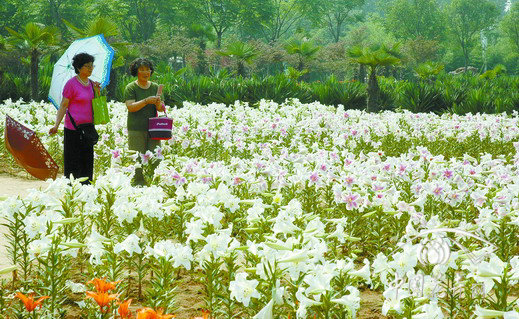 百合 花卉 鄭州植物園