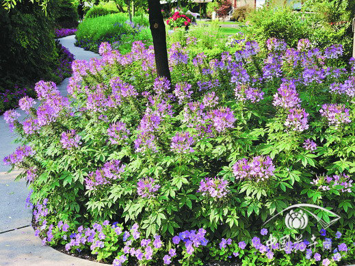 醉蝶花 草花 新優(yōu)品種