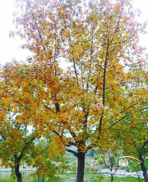 元寶楓 栽培 養(yǎng)護