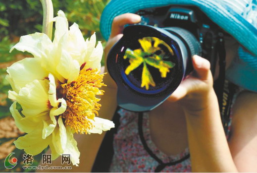 牡丹 河南 洛陽