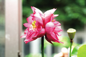 莫愁湖 荷花 并蒂蓮