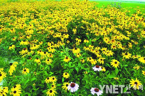 國家體育館 向日葵 花海