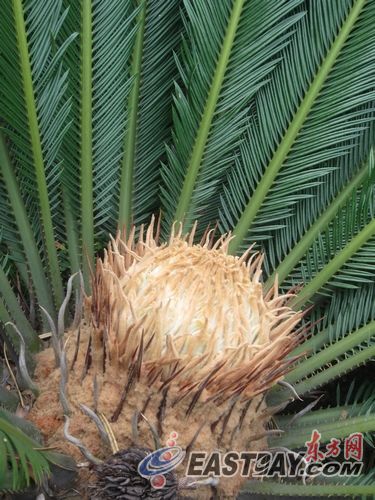 鐵樹雌花像圓球，直徑約25cm，也密布土黃色的絨毛。