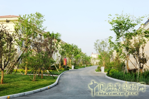 天開園林 碧桂園 景觀工程