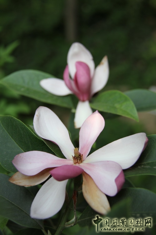 植物雜交 棕櫚園林 雜交木蘭花