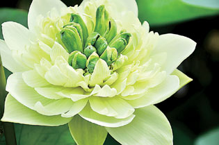 江蘇 荷花 植物