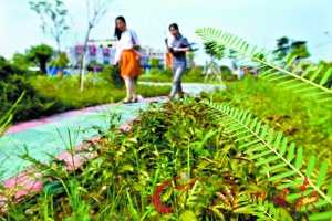 廣州 綠化 道路