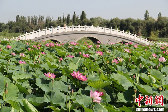 新疆 荷花 濕地