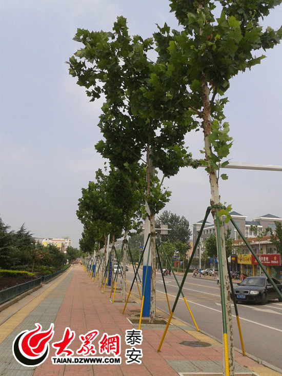 泰安 樹木 養護