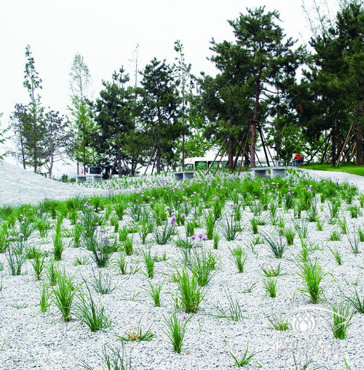 園博園 北京 沙蔥