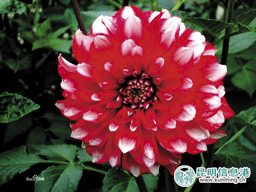 昆明 大麗花 新優(yōu)品種