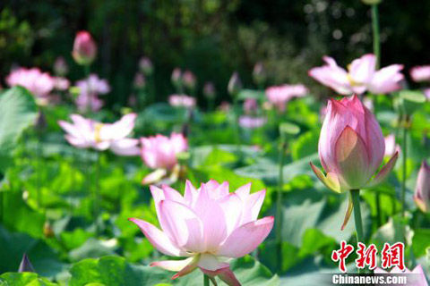 重慶 太空荷花 花卉