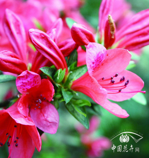 杜鵑 花卉 品種