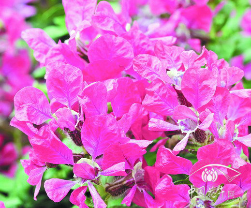 萼距花 草花 花卉