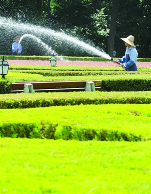 蘇州 綠化 養護
