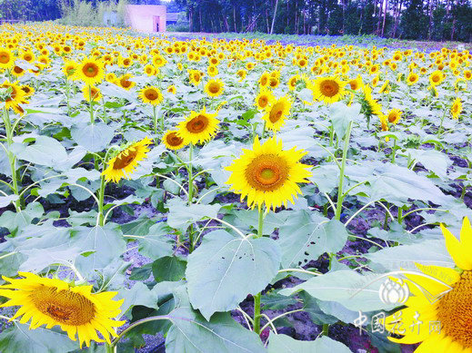 向日葵 草花 品種