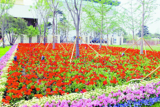 天竺葵 花卉 應(yīng)用