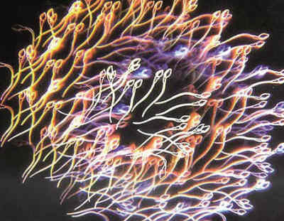 X染色體神秘基因 遺傳學 物種差異