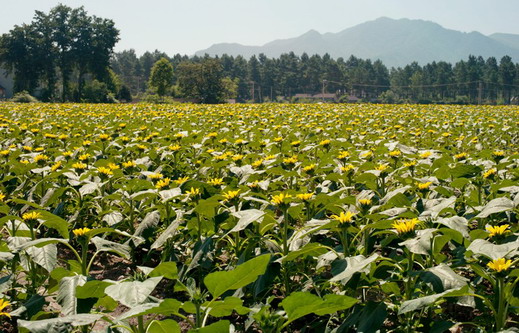 浙江 花海 向日葵