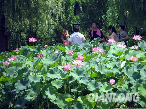 植物園 荷花 花展