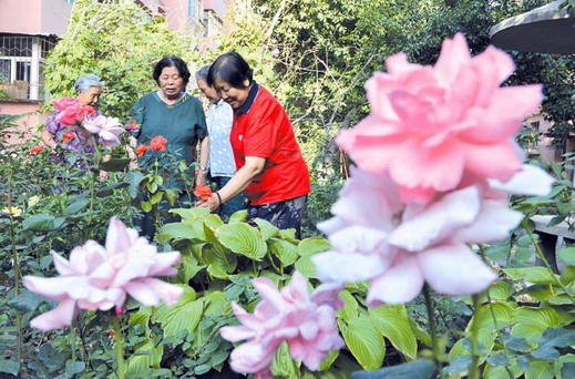 烏魯木齊 綠化 花卉