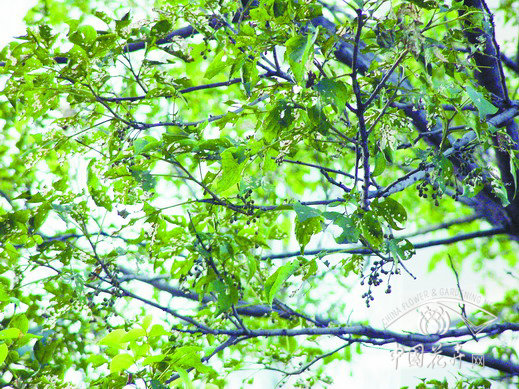 園林 木棉 病蟲害