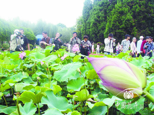 昆明 荷花 展覽
