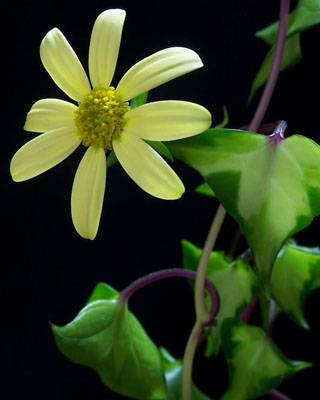 金玉菊（白金菊）的介紹與養護要點