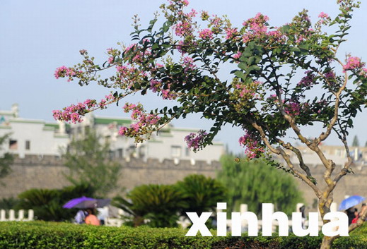 湖北 紫薇 植物