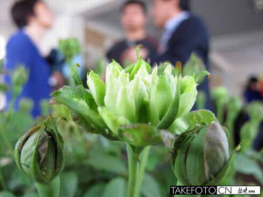 北京植物園 月季 花卉