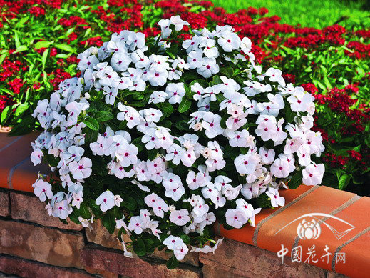 垂吊長(zhǎng)春花 草花 品種